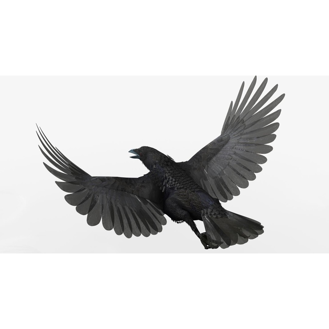 Crow 3D Model – Rigged Animated Bird with PBR Textures, FBX - View 16