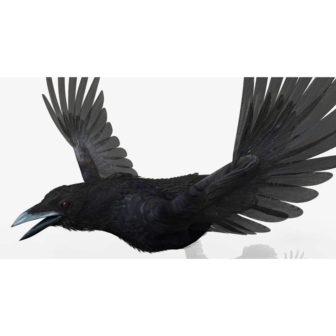 Crow 3D Model – Rigged Animated Bird with PBR Textures, FBX - View 17