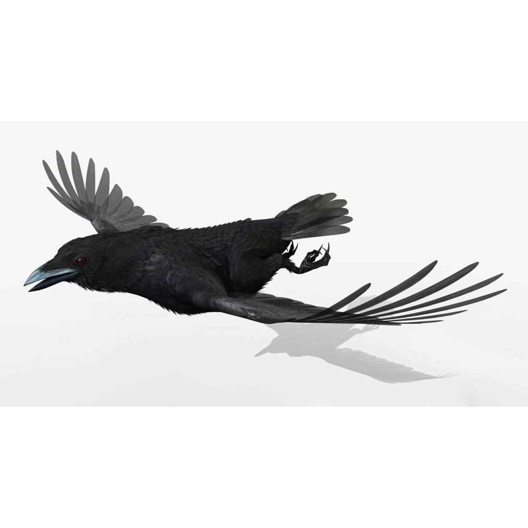Crow 3D Model – Rigged Animated Bird with PBR Textures, FBX - View 18