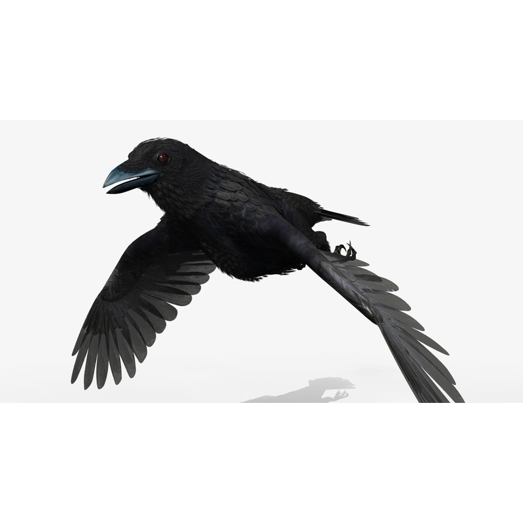 Crow 3D Model – Rigged Animated Bird with PBR Textures, FBX - View 19