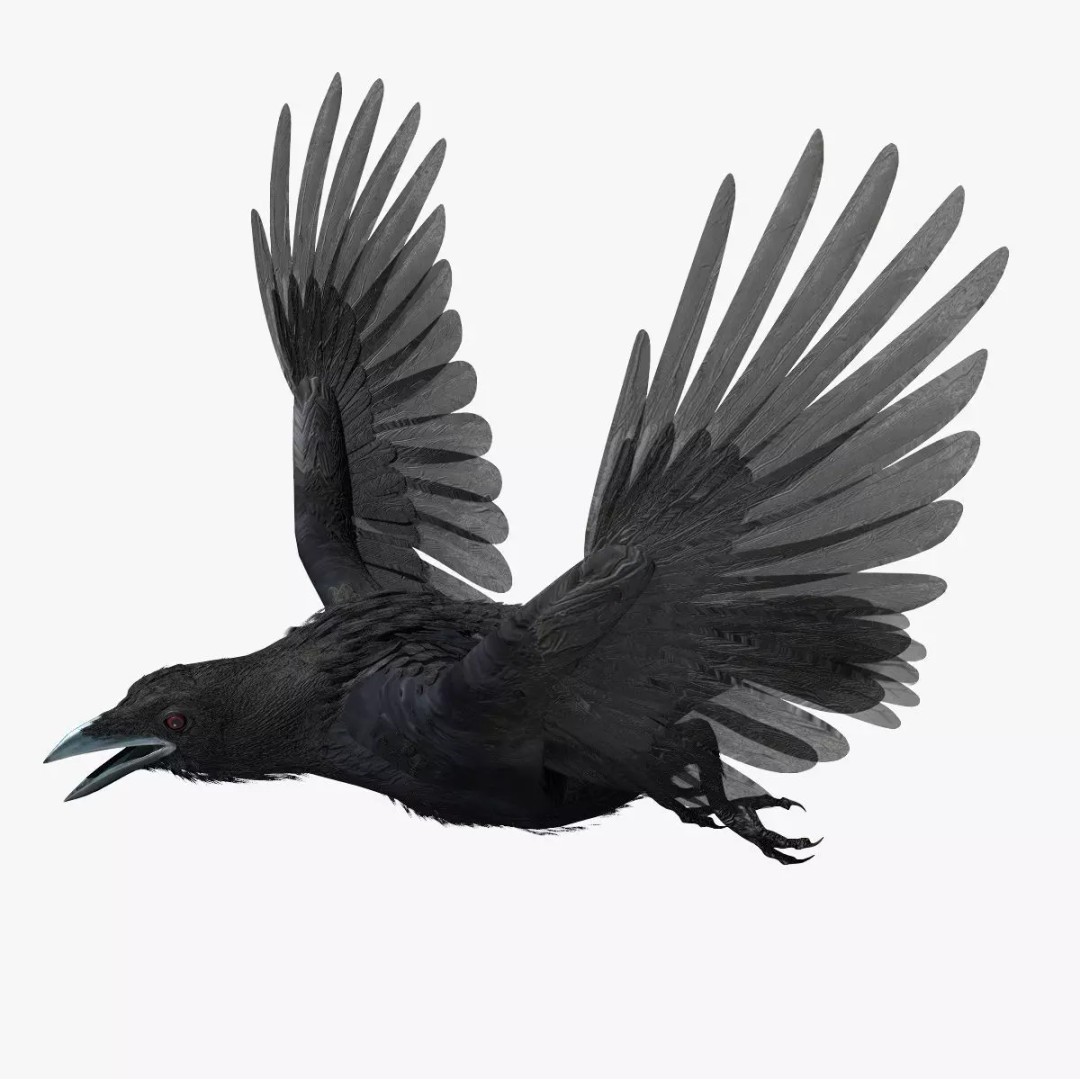 Crow 3D Model – Rigged Animated Bird with PBR Textures, FBX - View 2
