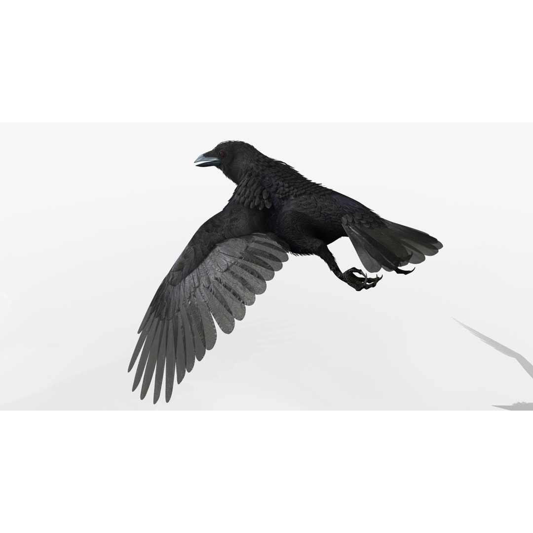Crow 3D Model – Rigged Animated Bird with PBR Textures, FBX - View 20