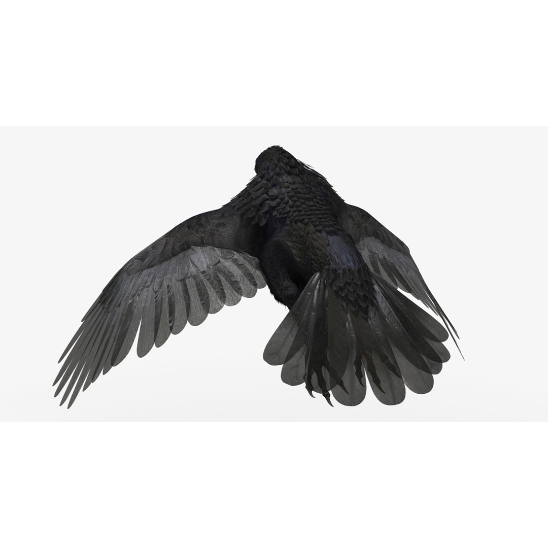 Crow 3D Model – Rigged Animated Bird with PBR Textures, FBX - View 22