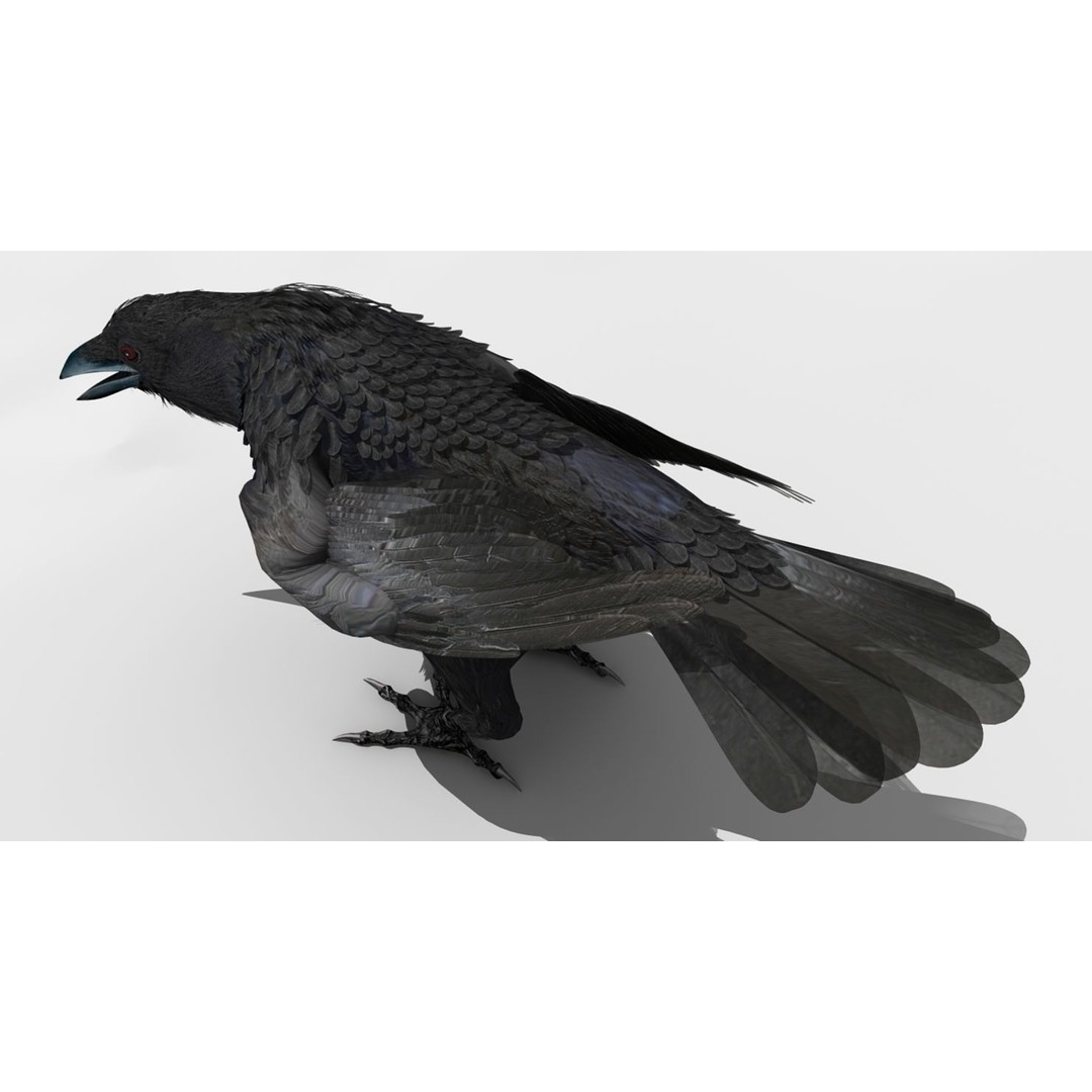 Crow 3D Model – Rigged Animated Bird with PBR Textures, FBX - View 23