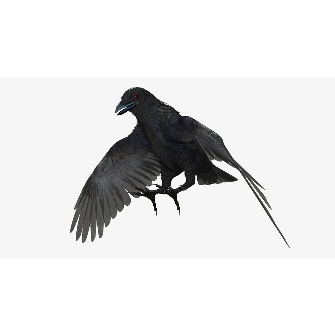 Crow 3D Model – Rigged Animated Bird with PBR Textures, FBX - View 24