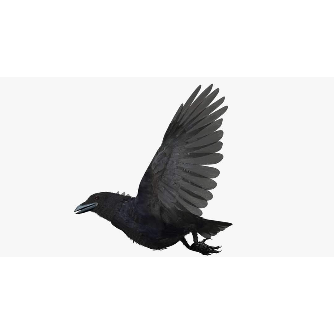 Crow 3D Model – Rigged Animated Bird with PBR Textures, FBX - View 25