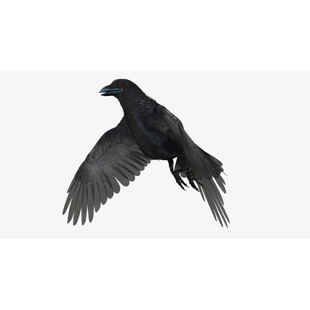 Crow 3D Model – Rigged Animated Bird with PBR Textures, FBX - View 26