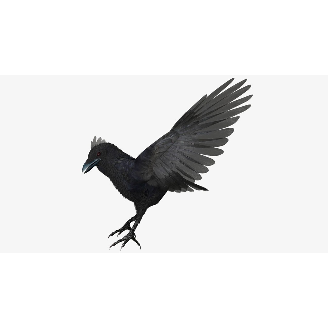 Crow 3D Model – Rigged Animated Bird with PBR Textures, FBX - View 27