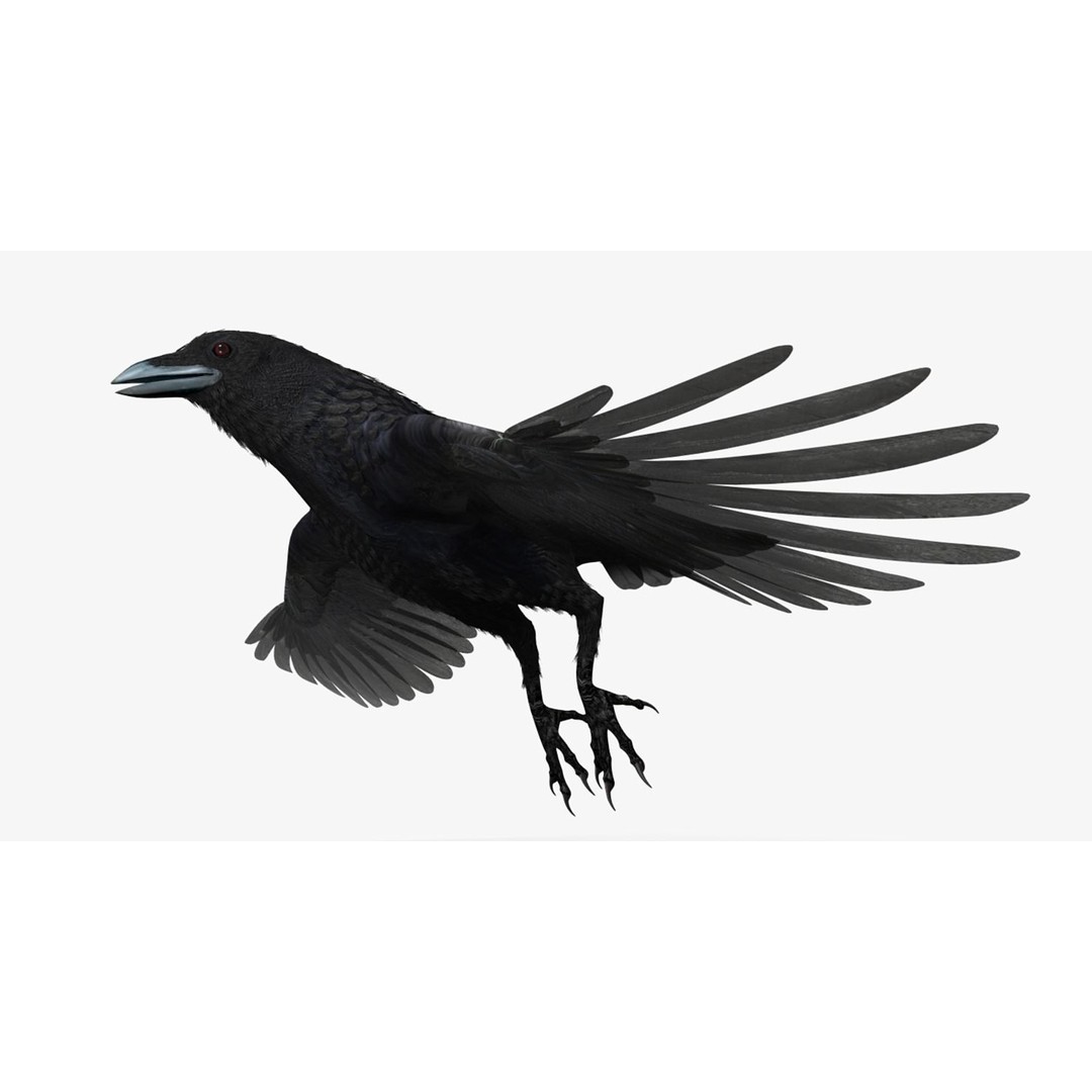 Crow 3D Model – Rigged Animated Bird with PBR Textures, FBX - View 28