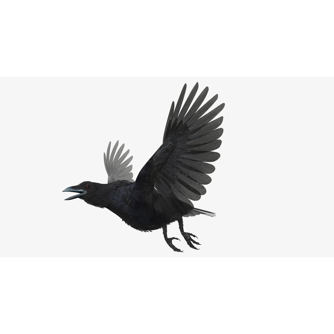 Crow 3D Model – Rigged Animated Bird with PBR Textures, FBX - View 29