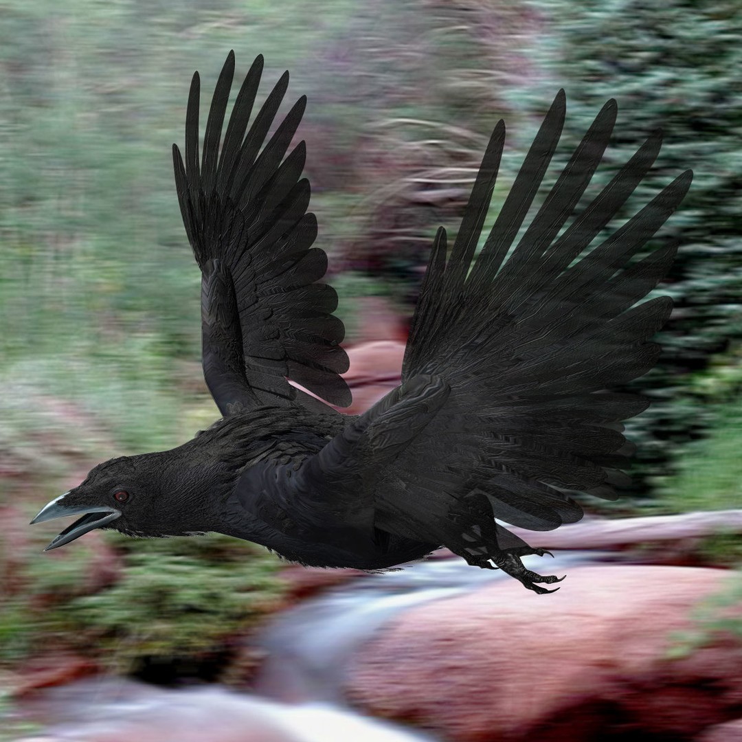 Crow 3D Model – Rigged Animated Bird with PBR Textures, FBX - View 3