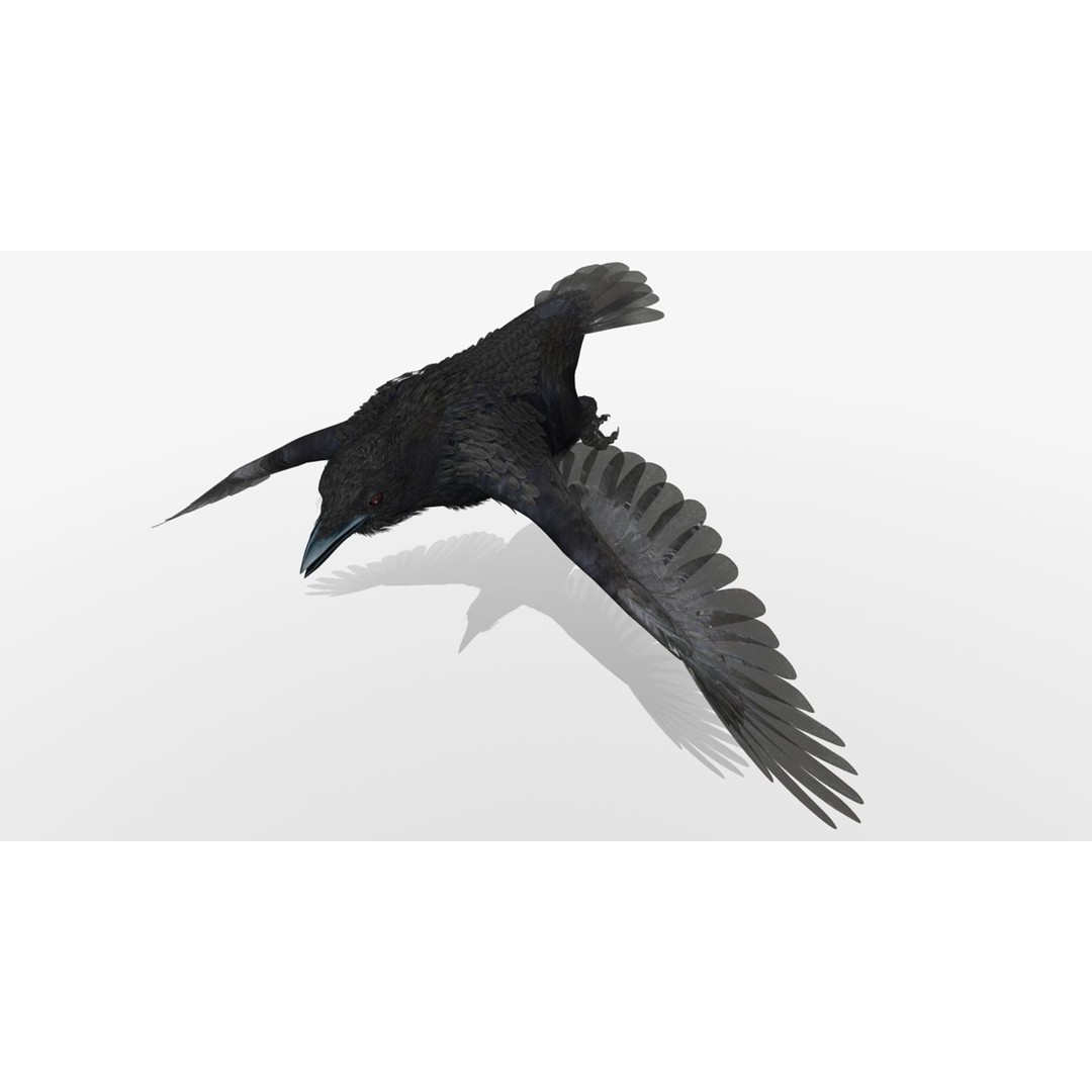 Crow 3D Model – Rigged Animated Bird with PBR Textures, FBX - View 30