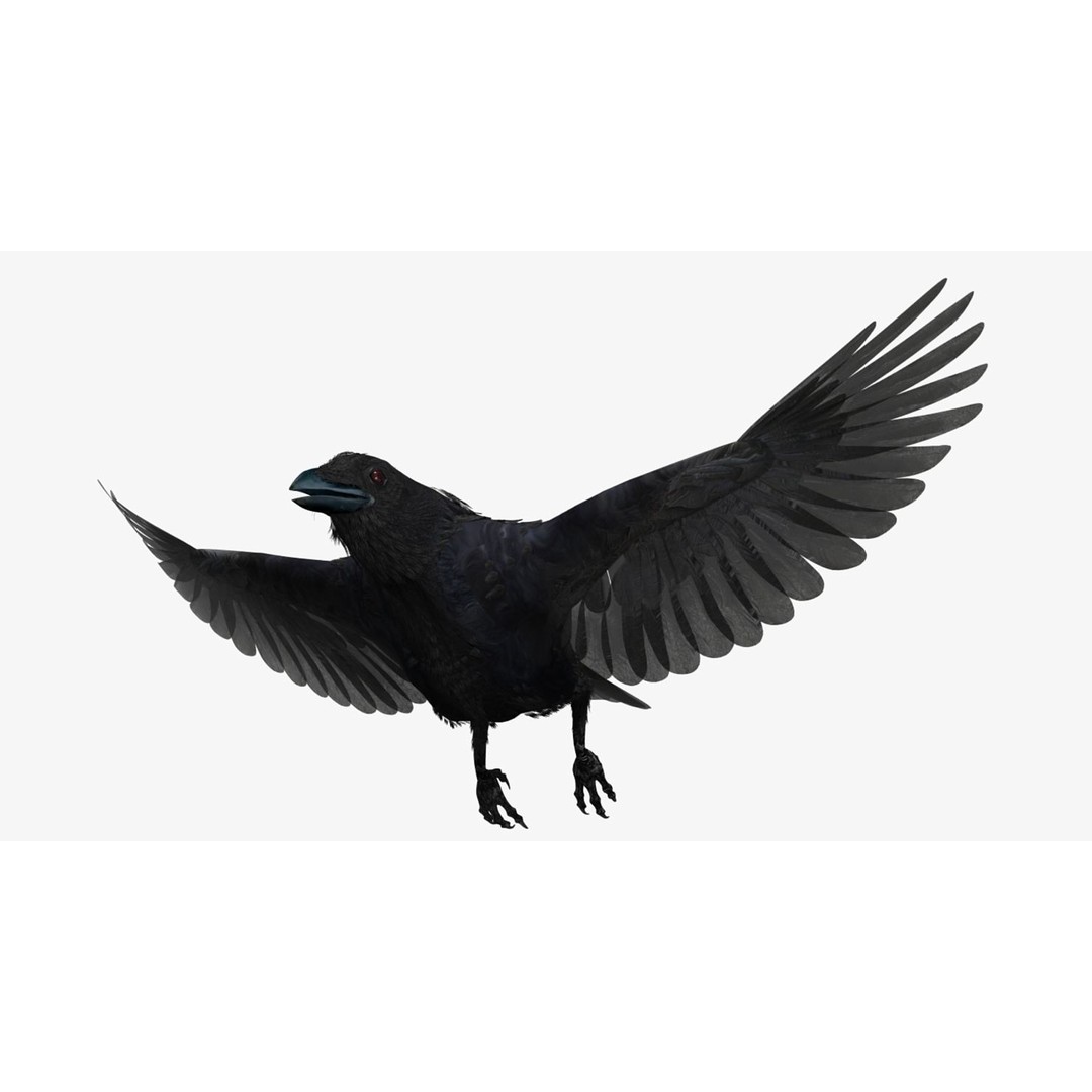 Crow 3D Model – Rigged Animated Bird with PBR Textures, FBX - View 31