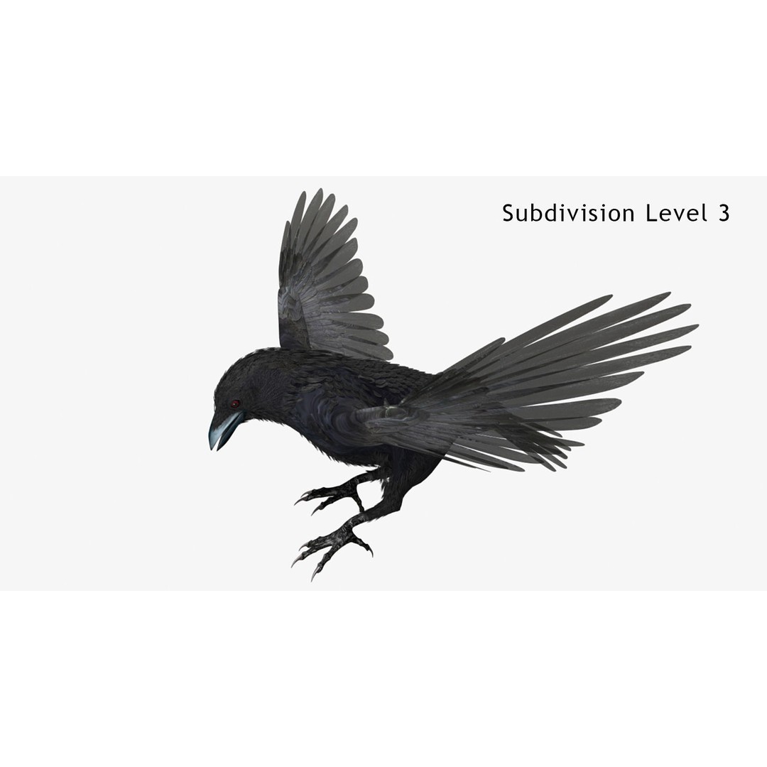 Crow 3D Model – Rigged Animated Bird with PBR Textures, FBX - View 4
