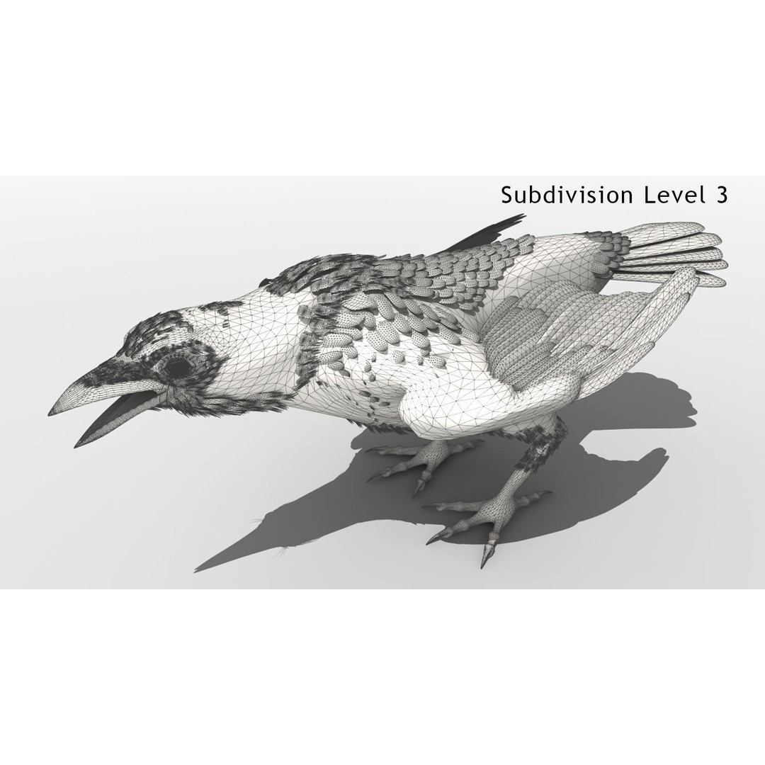 Crow 3D Model – Rigged Animated Bird with PBR Textures, FBX - View 8