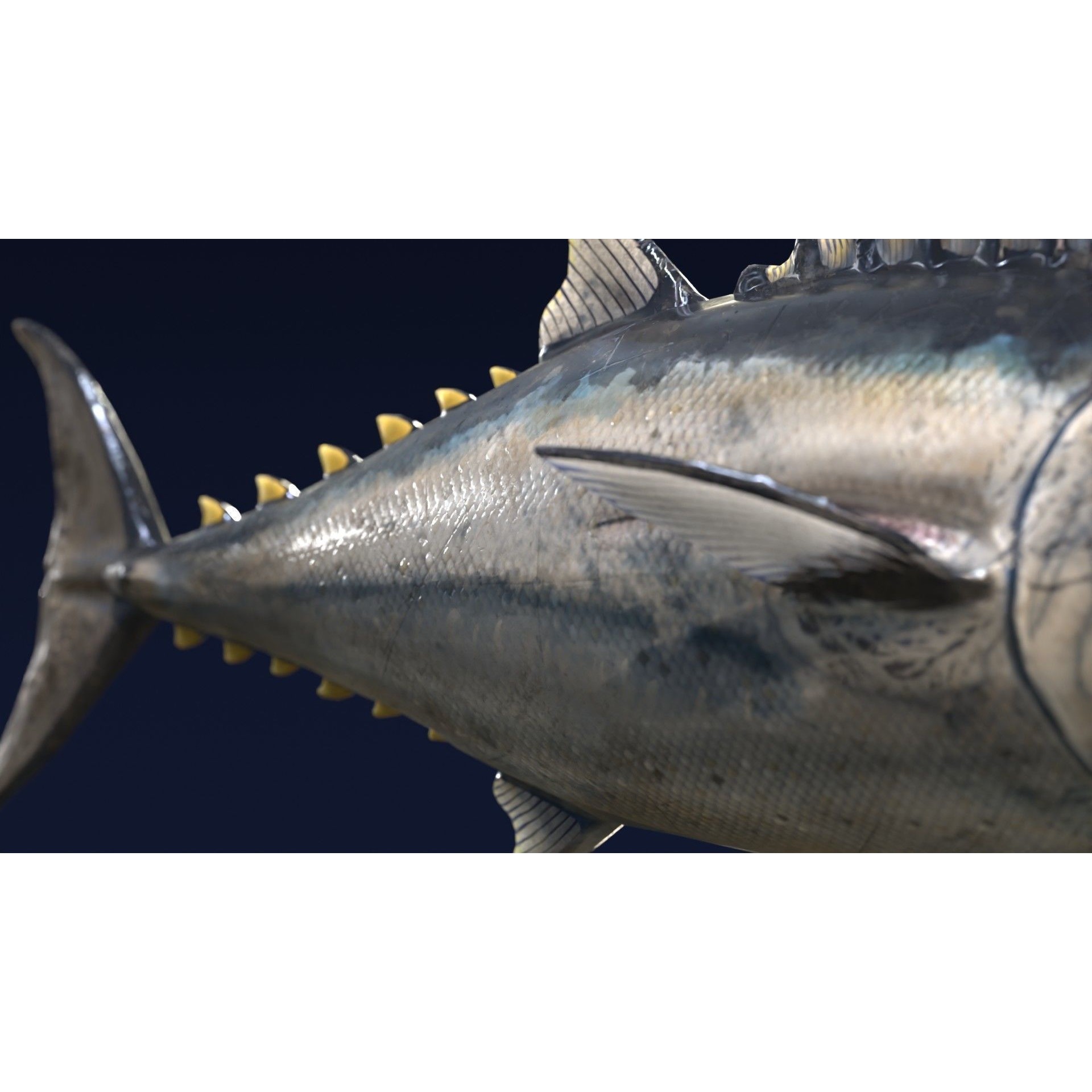 Butchered Fish Megaset - Low-Poly Game-Ready 3D Model - View 25