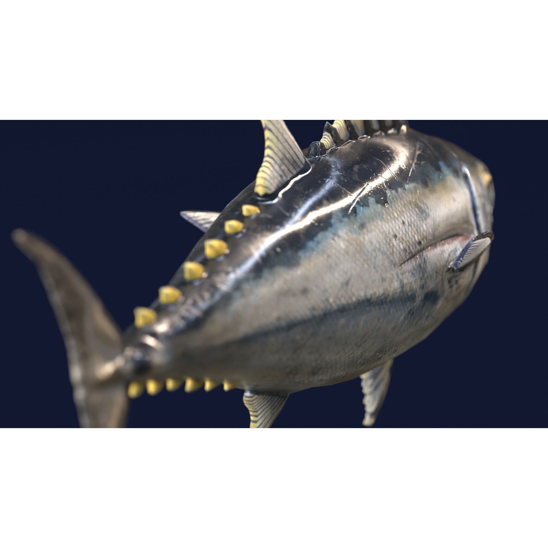 Butchered Fish Megaset - Low-Poly Game-Ready 3D Model - View 26