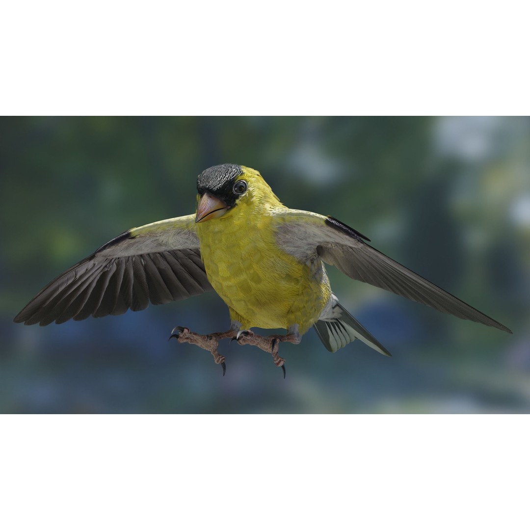 Goldfinch 3D Model – Low Poly Animated Bird, FBX, Blender - View 10