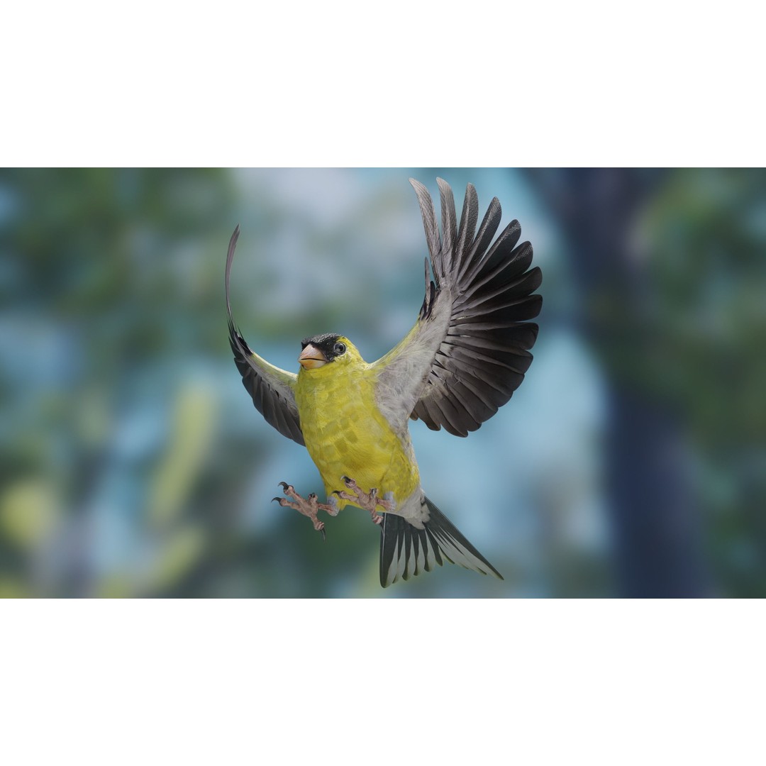Goldfinch 3D Model – Low Poly Animated Bird, FBX, Blender - View 11