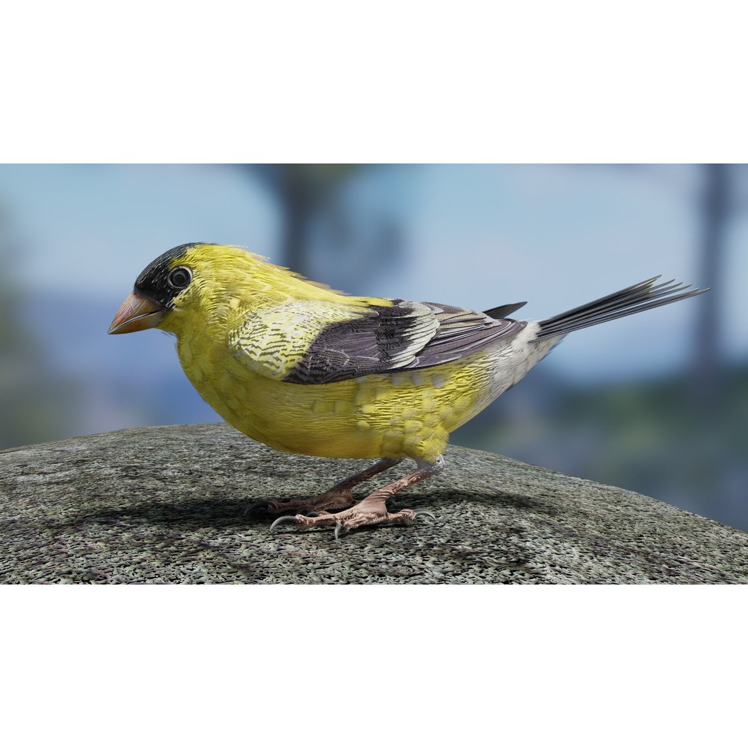 Goldfinch 3D Model – Low Poly Animated Bird, FBX, Blender - View 12