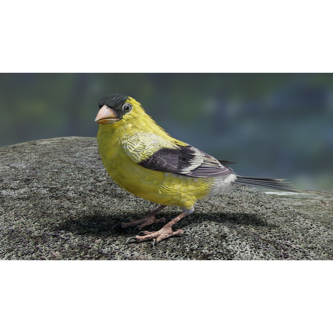 Goldfinch 3D Model – Low Poly Animated Bird, FBX, Blender - View 13