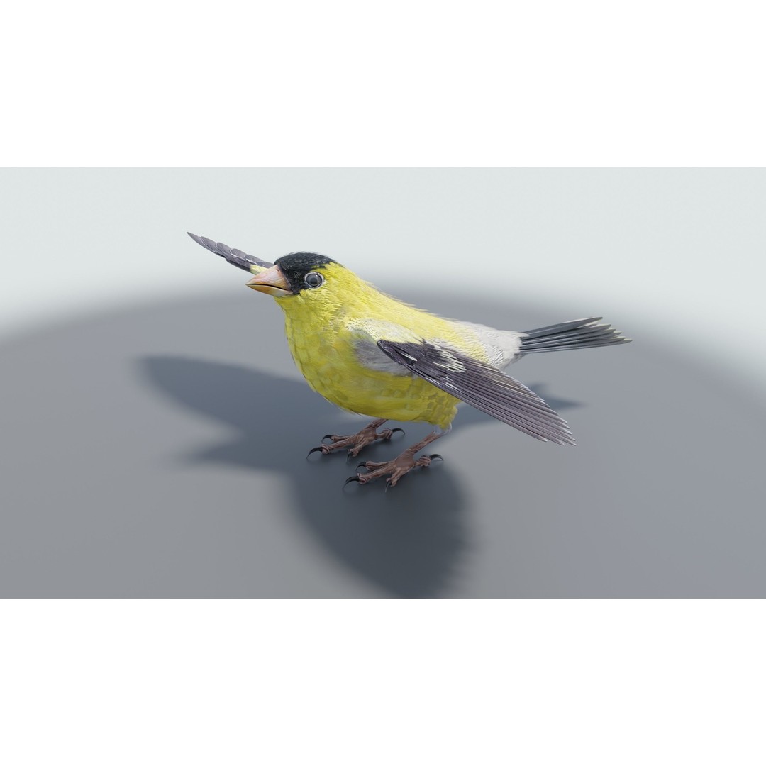 Goldfinch 3D Model – Low Poly Animated Bird, FBX, Blender - View 14