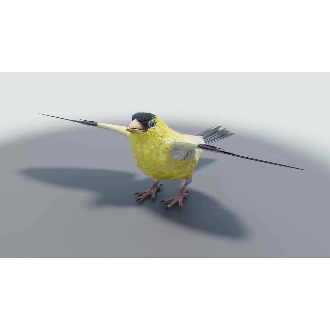 Goldfinch 3D Model – Low Poly Animated Bird, FBX, Blender - View 16