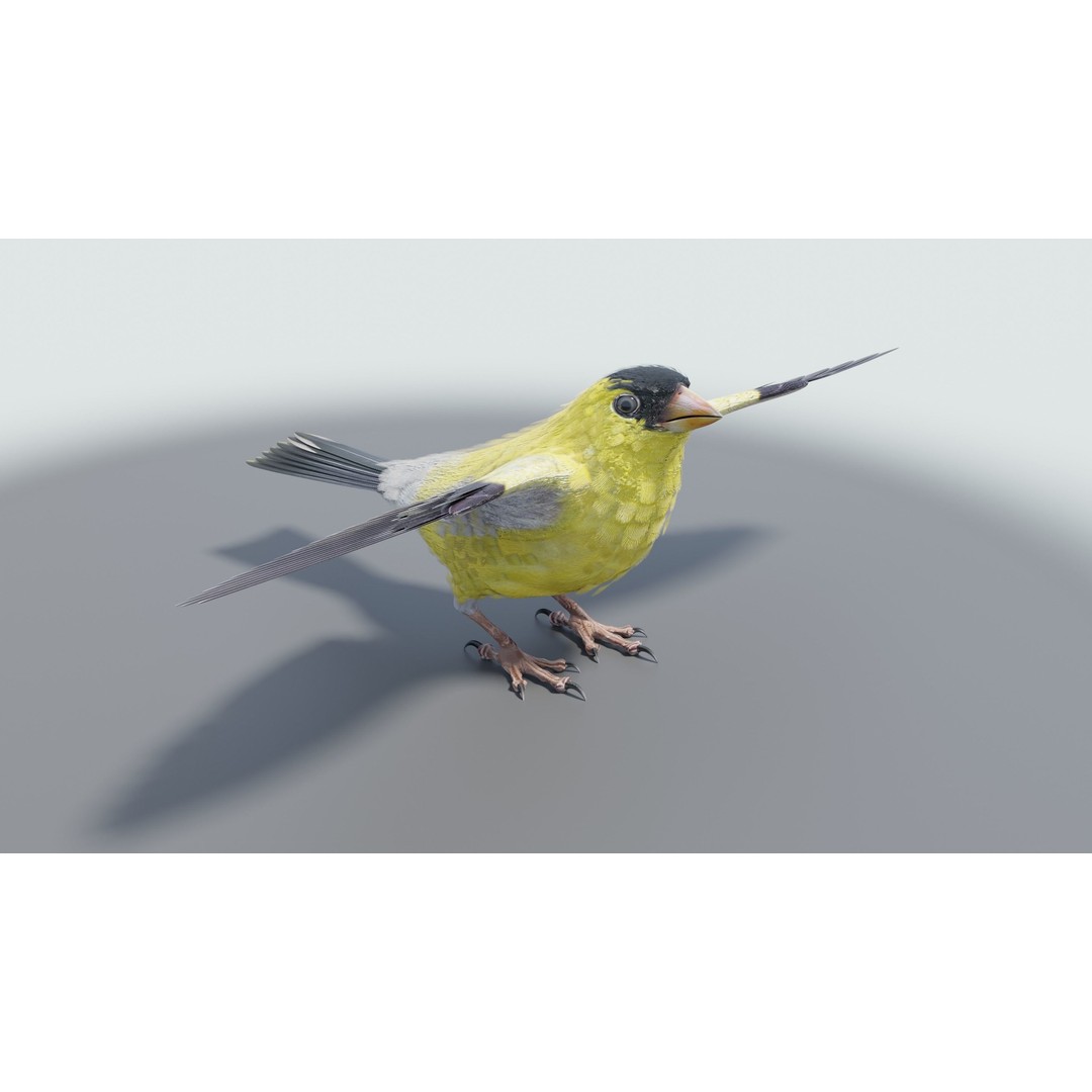 Goldfinch 3D Model – Low Poly Animated Bird, FBX, Blender - View 18