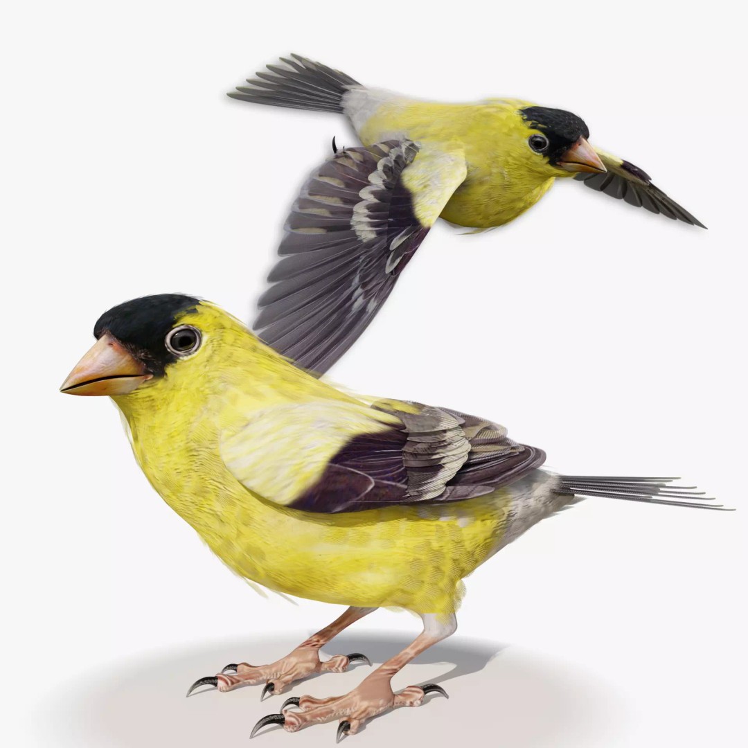 Goldfinch 3D Model – Low Poly Animated Bird, FBX, Blender - View 2