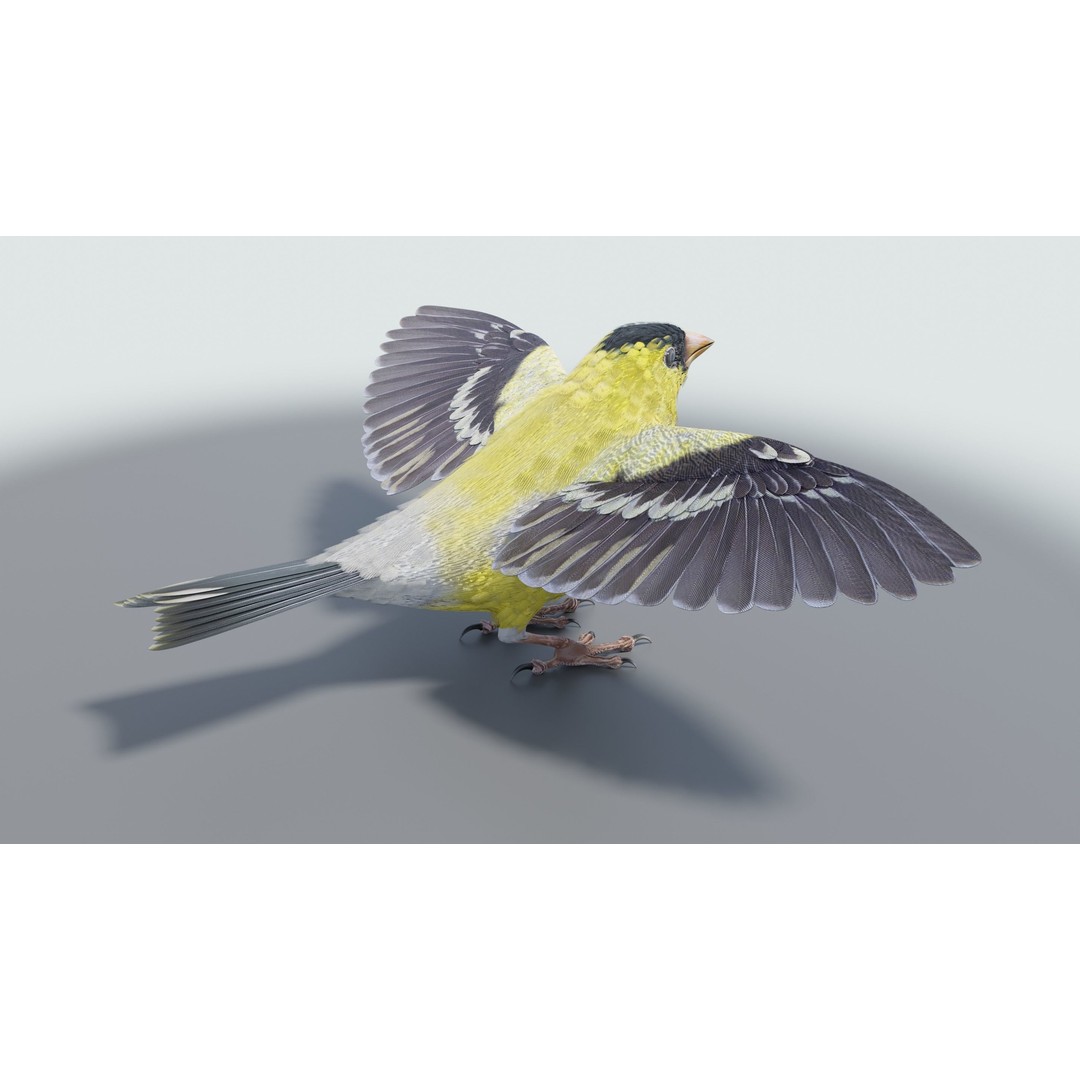 Goldfinch 3D Model – Low Poly Animated Bird, FBX, Blender - View 20