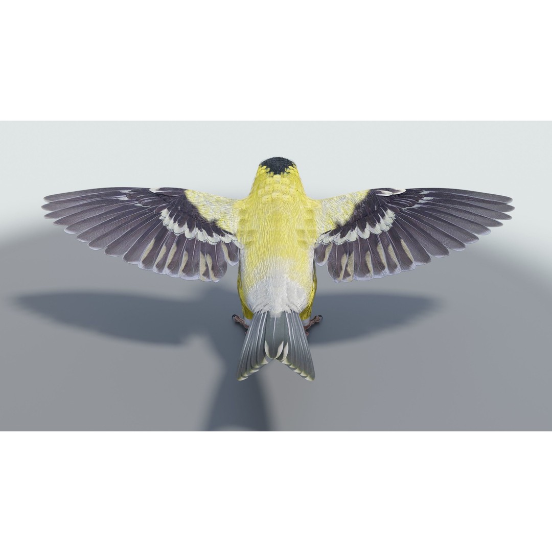 Goldfinch 3D Model – Low Poly Animated Bird, FBX, Blender - View 22