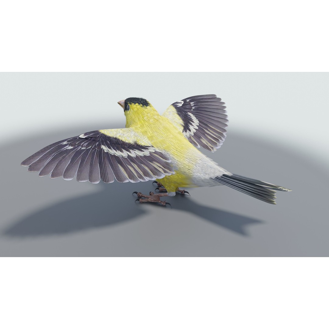 Goldfinch 3D Model – Low Poly Animated Bird, FBX, Blender - View 24