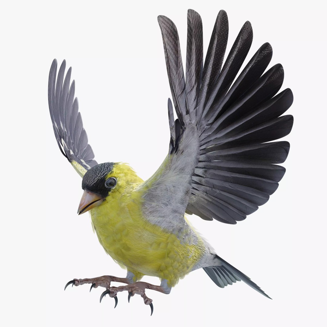 Goldfinch 3D Model – Low Poly Animated Bird, FBX, Blender - View 3