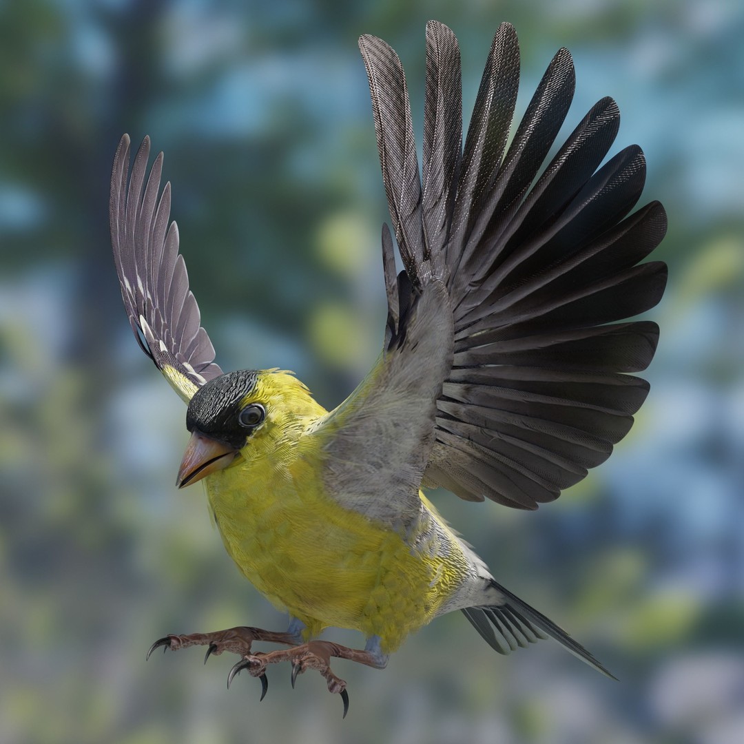 Goldfinch 3D Model – Low Poly Animated Bird, FBX, Blender - View 4