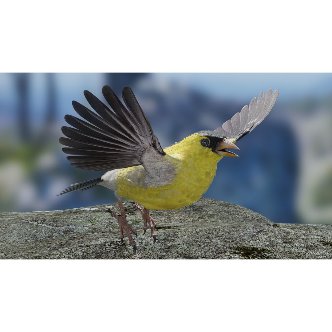 Goldfinch 3D Model – Low Poly Animated Bird, FBX, Blender - View 6
