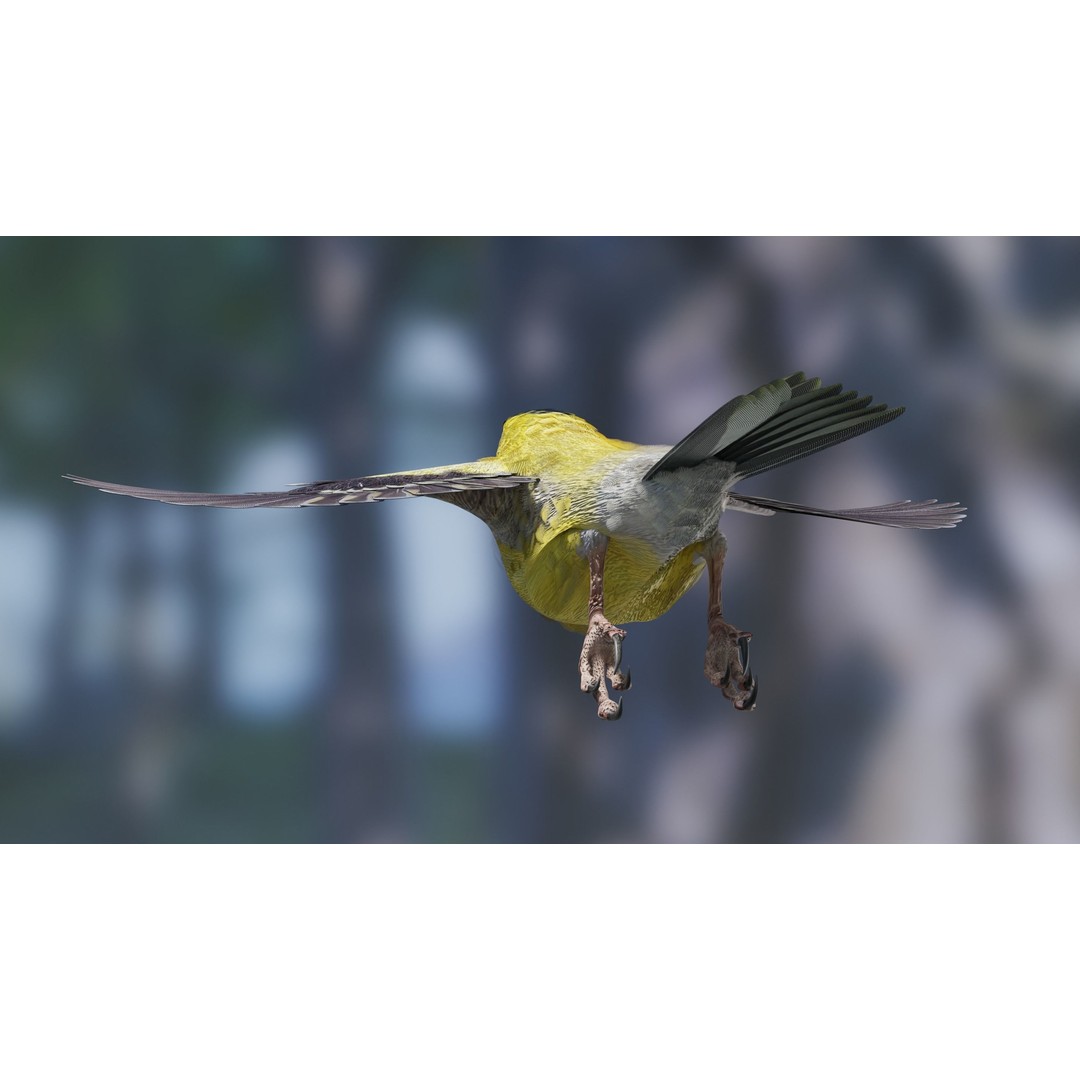 Goldfinch 3D Model – Low Poly Animated Bird, FBX, Blender - View 7