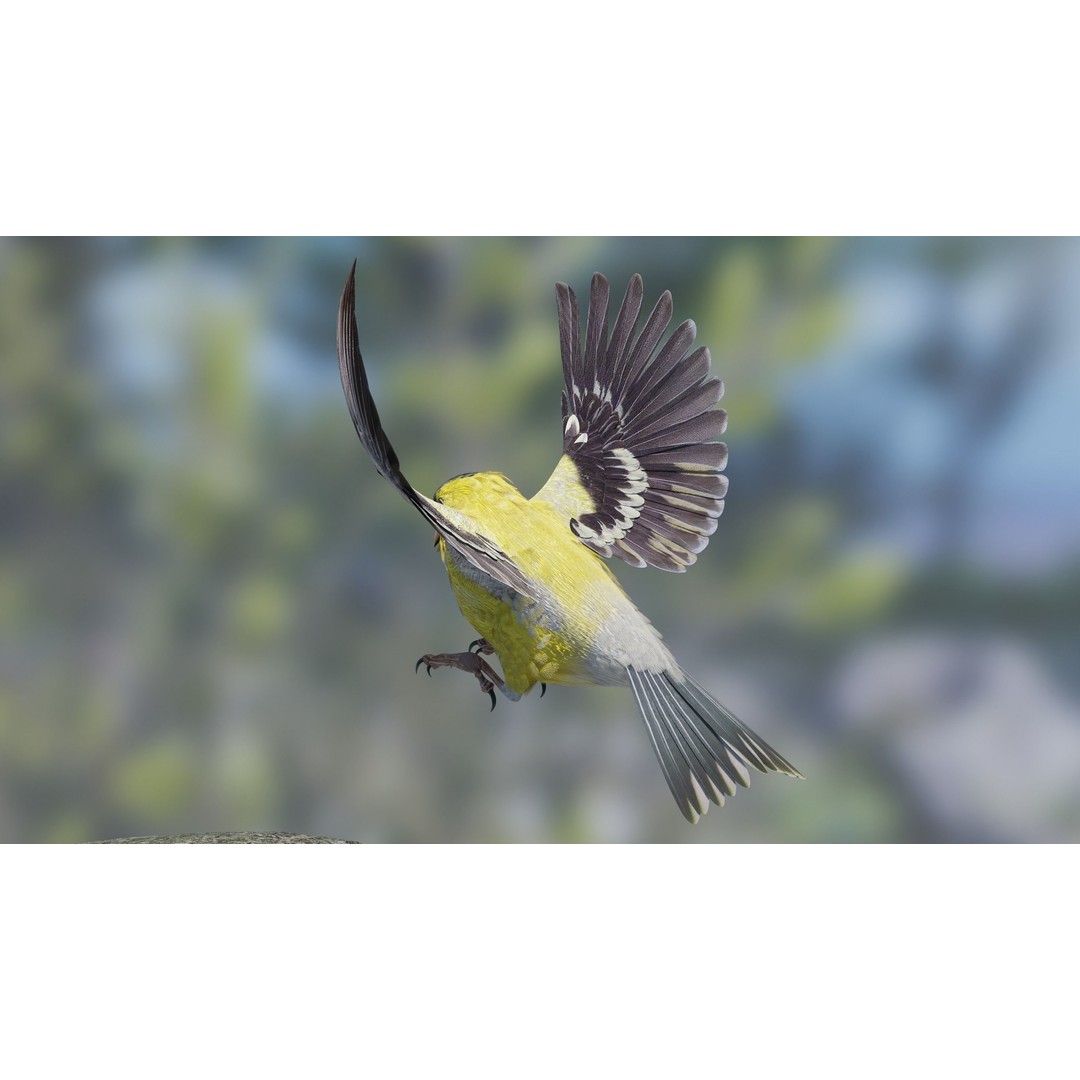 Goldfinch 3D Model – Low Poly Animated Bird, FBX, Blender - View 8