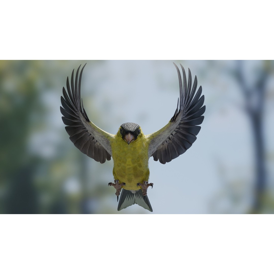 Goldfinch 3D Model – Low Poly Animated Bird, FBX, Blender - View 9