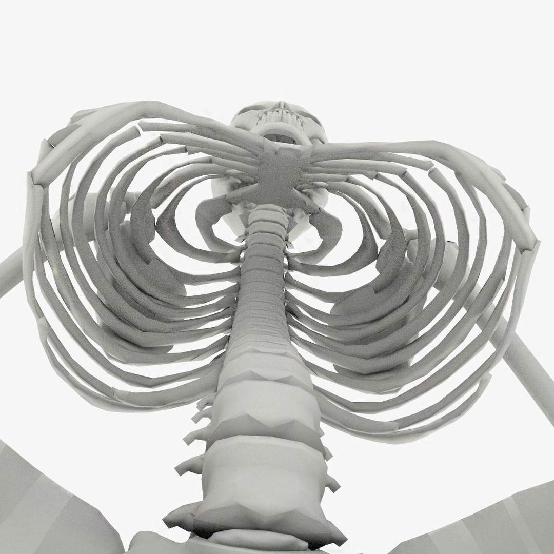 Human Skeleton 3D Model – Low Poly Game Asset, FBX, PBR Textures