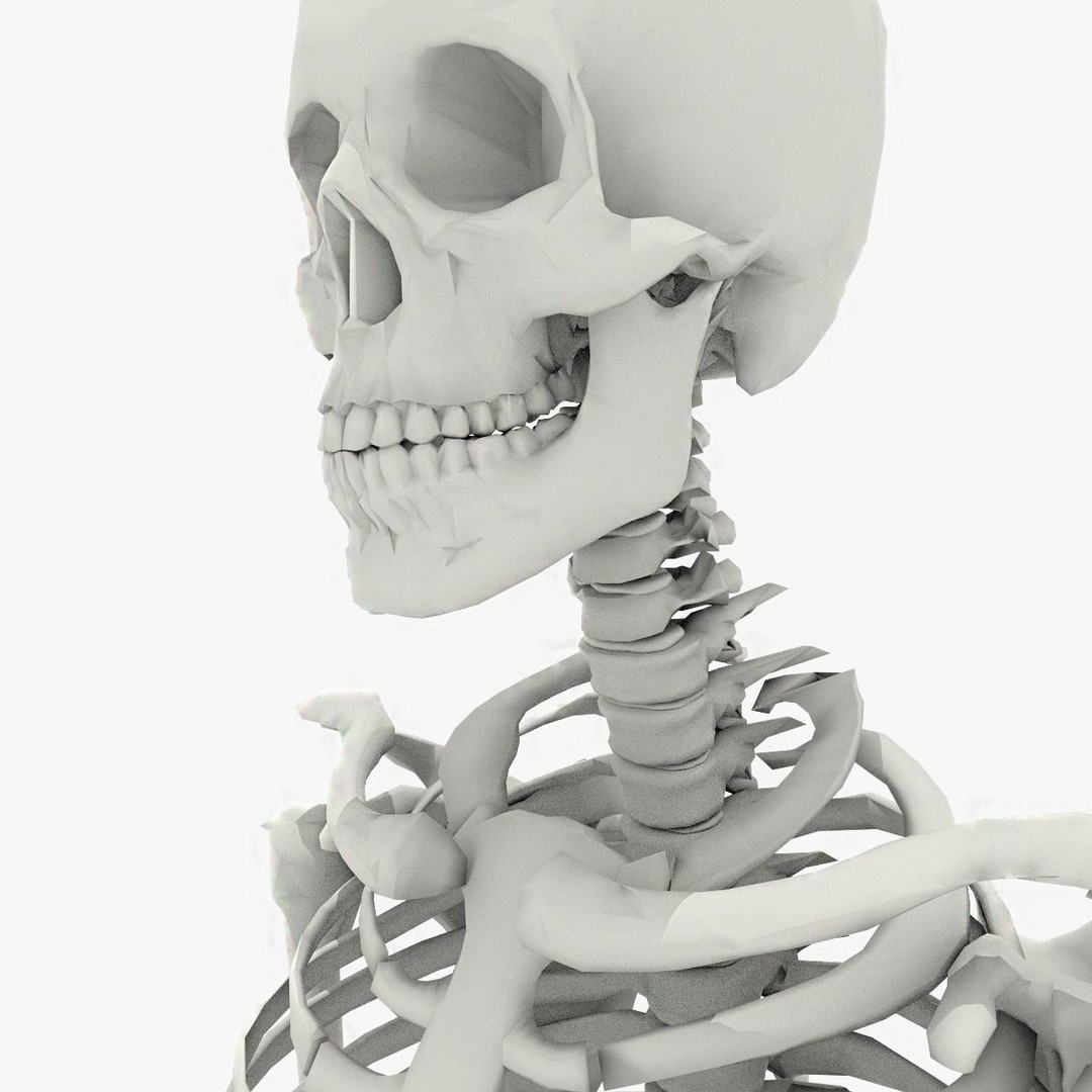 Human Skeleton 3D Model – Low Poly Game Asset, FBX, PBR Textures - View 10