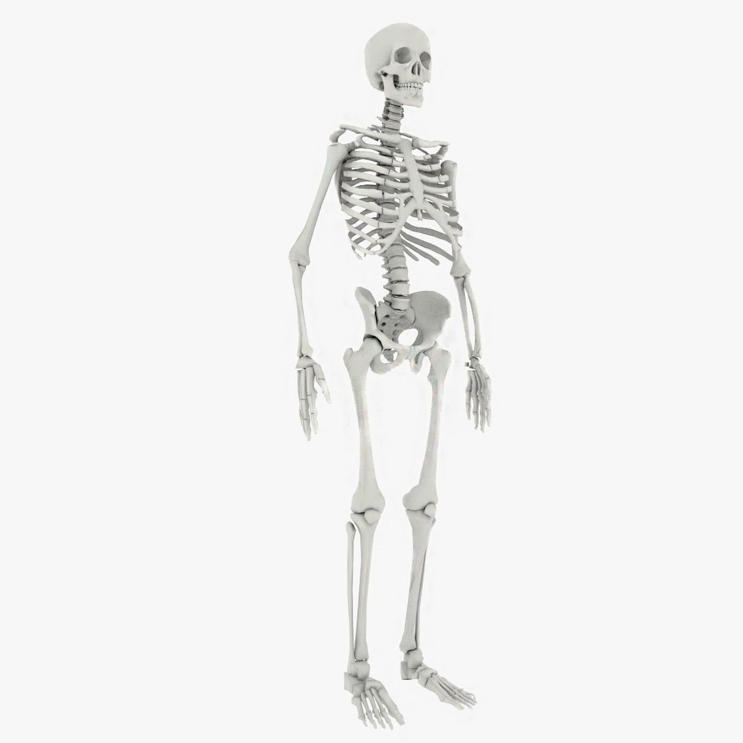 Human Skeleton 3D Model – Low Poly Game Asset, FBX, PBR Textures - View 2