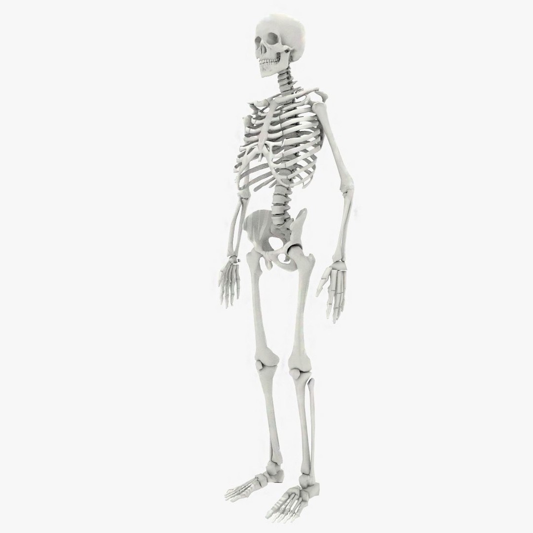 Human Skeleton 3D Model – Low Poly Game Asset, FBX, PBR Textures - View 3