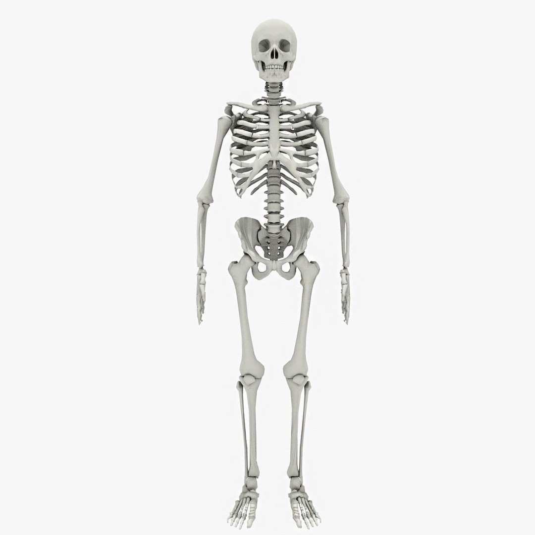 Human Skeleton 3D Model – Low Poly Game Asset, FBX, PBR Textures - View 4