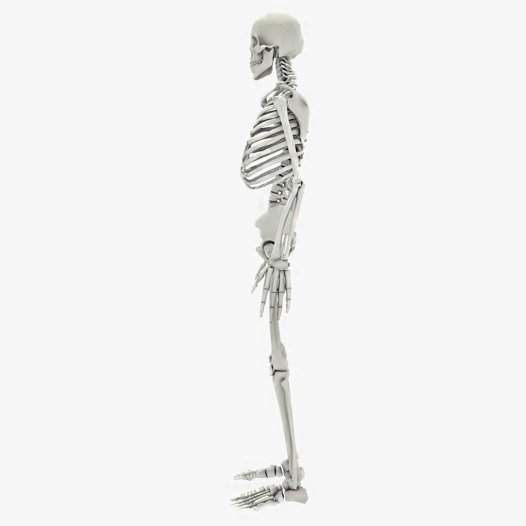 Human Skeleton 3D Model – Low Poly Game Asset, FBX, PBR Textures - View 5