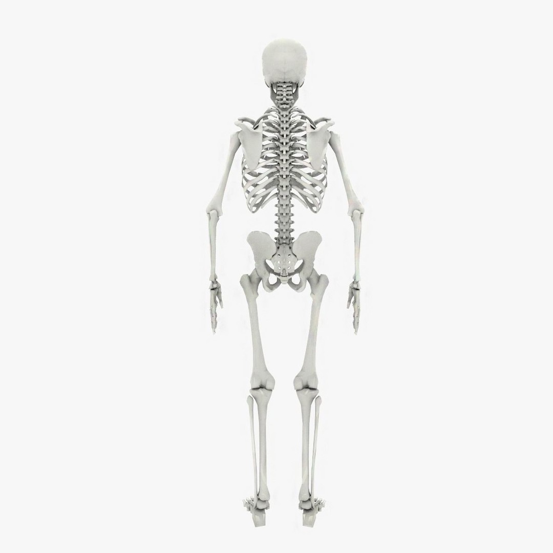 Human Skeleton 3D Model – Low Poly Game Asset, FBX, PBR Textures - View 6