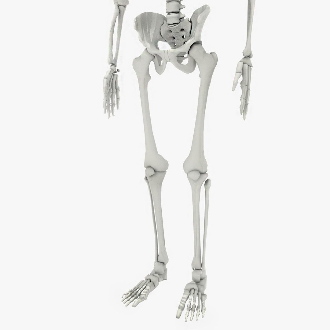 Human Skeleton 3D Model – Low Poly Game Asset, FBX, PBR Textures - View 7