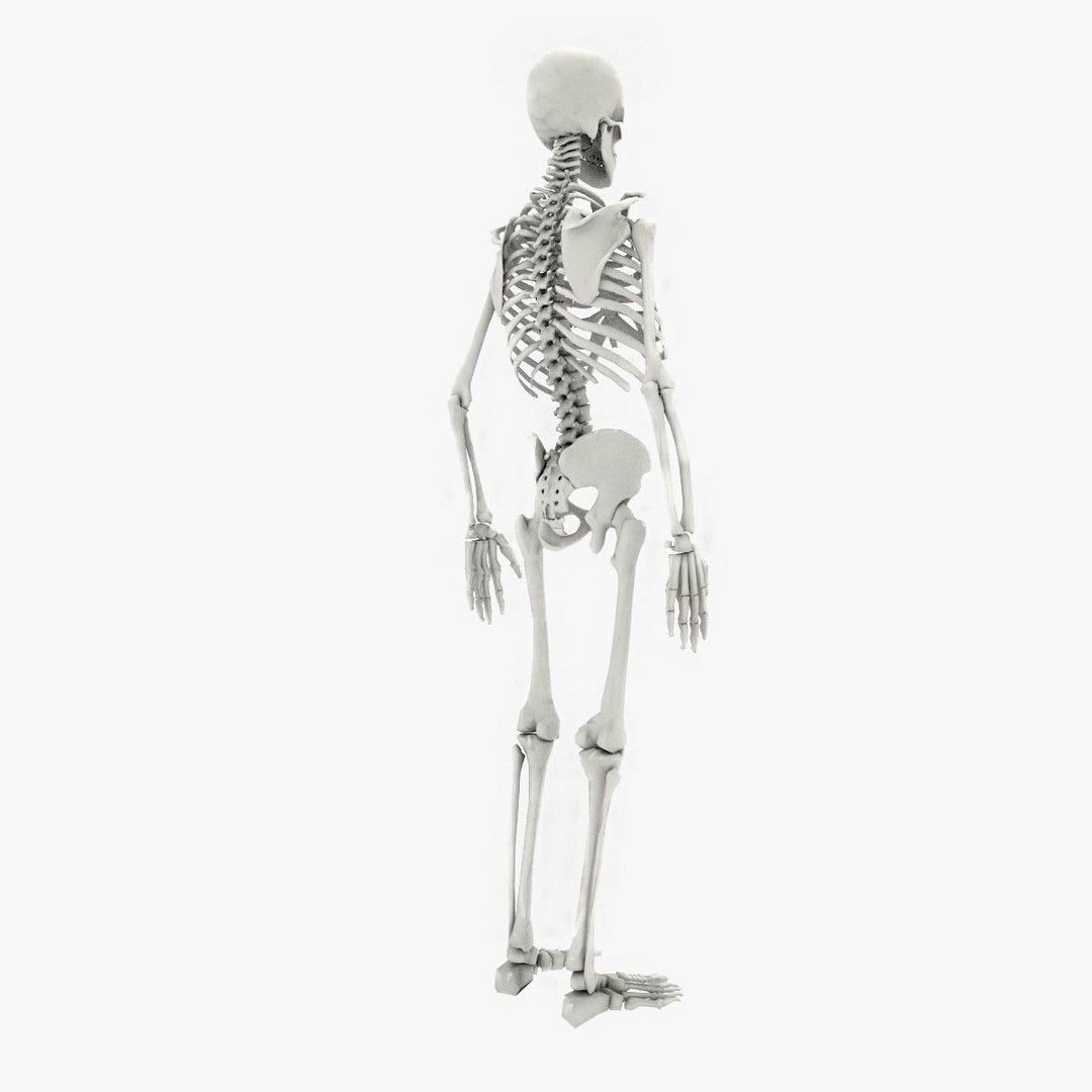 Human Skeleton 3D Model – Low Poly Game Asset, FBX, PBR Textures - View 8