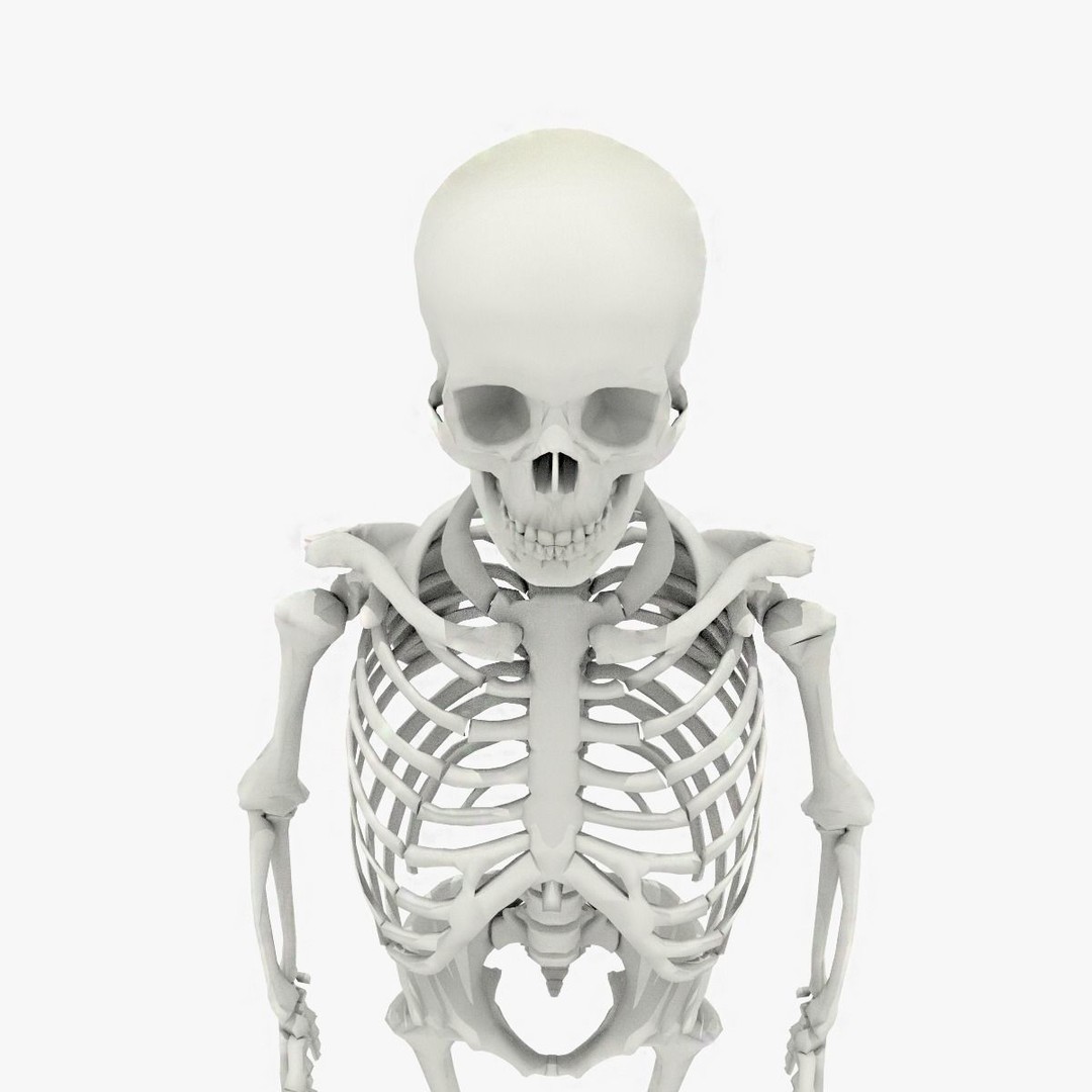 Human Skeleton 3D Model – Low Poly Game Asset, FBX, PBR Textures - View 9