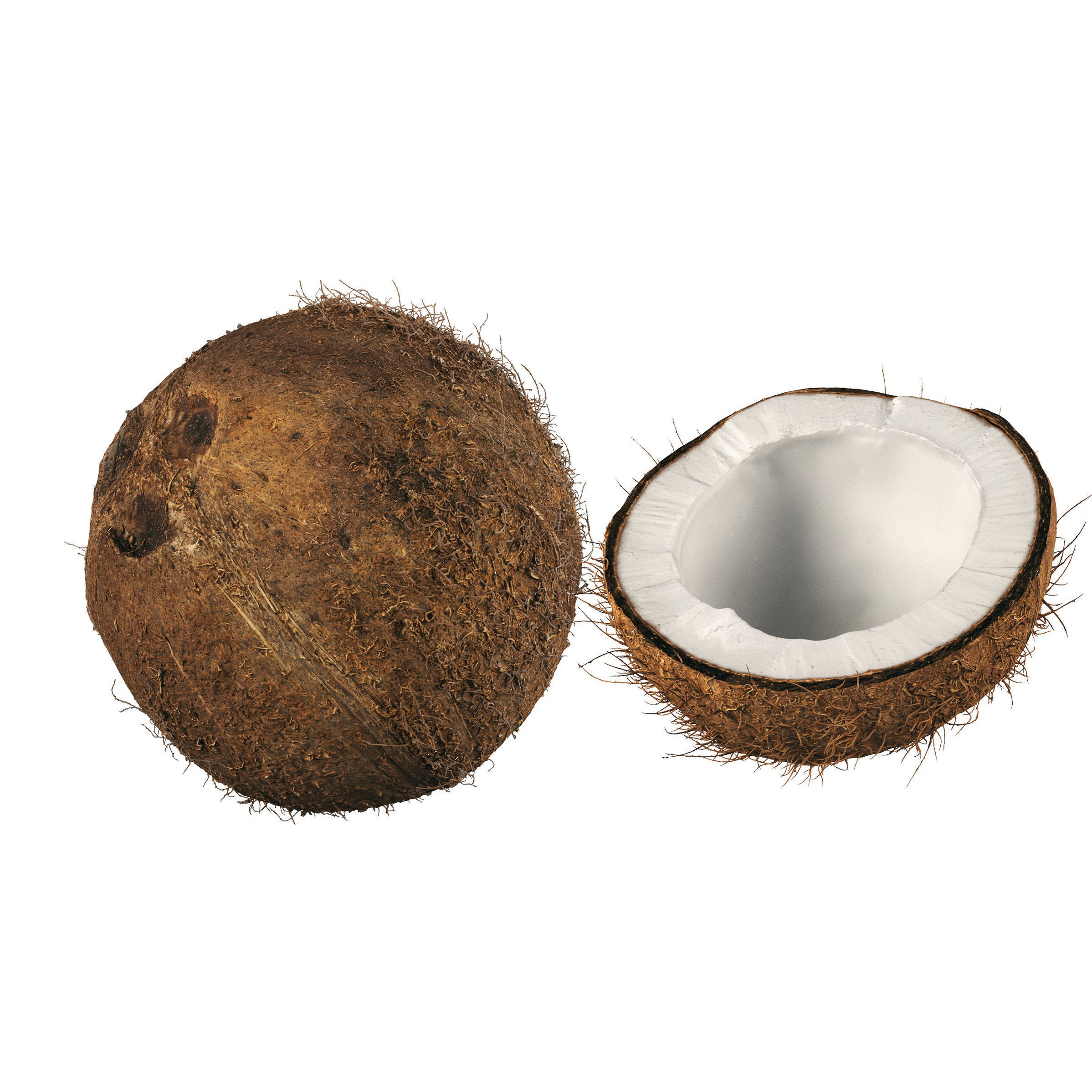 4K Scanned Coconut - PBR Game-Ready 3D Model - View 24