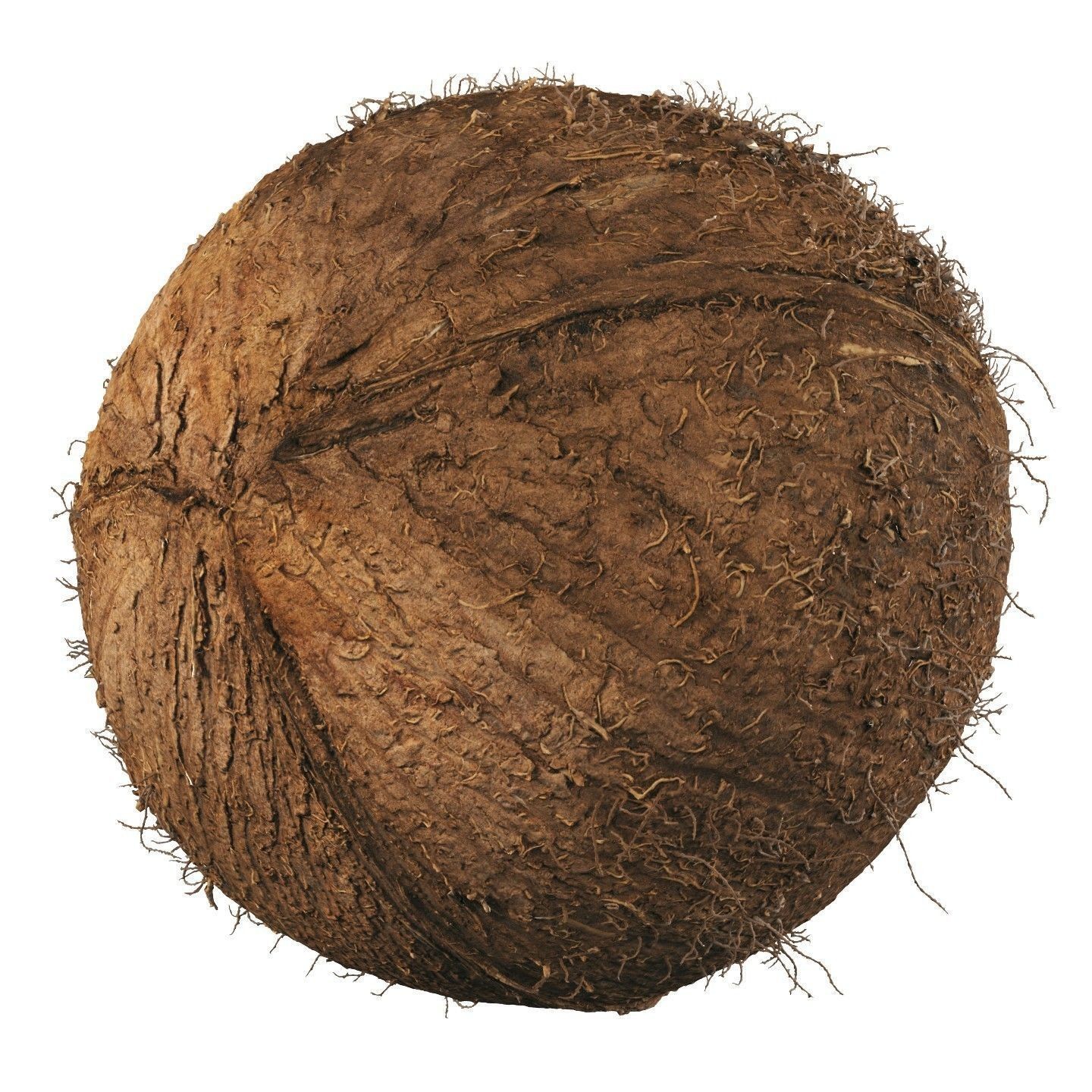 4K Scanned Coconut - PBR Game-Ready 3D Model - View 3